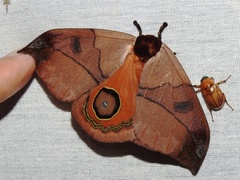 Automeris hamata