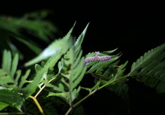 Cyrtodactylus miriensis