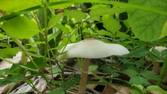 Agaricineae