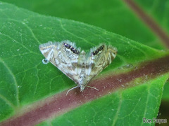 Petrophila canadensis