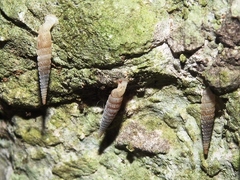 Brachypodella dubia