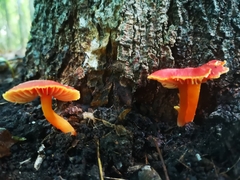 Pseudohygrocybe