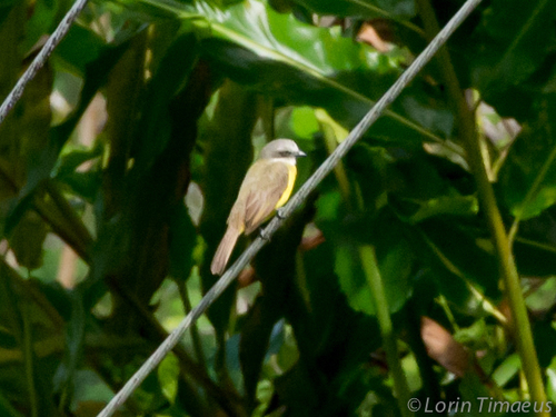 Grey-capped Flycatcher