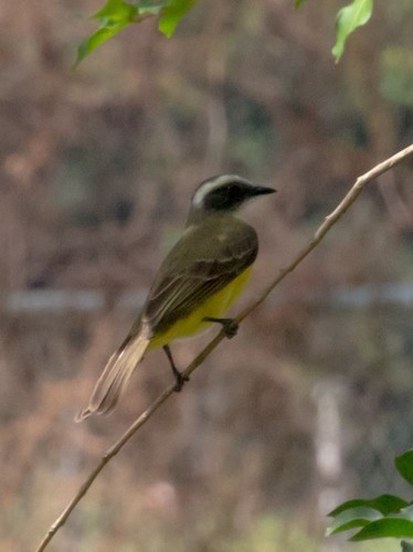 Social Flycatcher