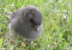 Junco hyemalis carolinensis