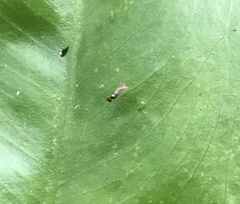 Microchrysa flaviventris