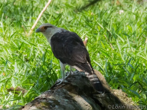 Yellow-headed Caracara