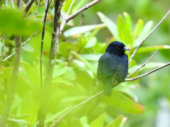 Black Manakin photo 5