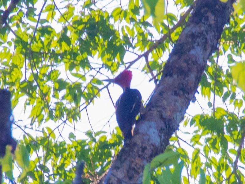Campephilus guatemalensis nelsoni