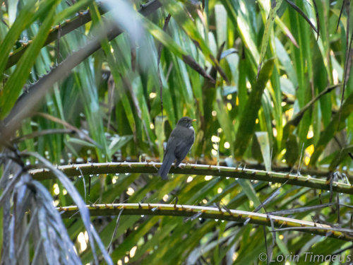 White-throated Thrush
