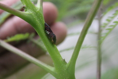 Cicadellidae