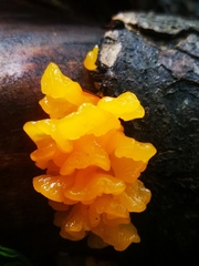 Dacrymycetales