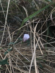 Convolvulus arvensis