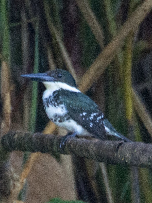 Texas Kingfisher