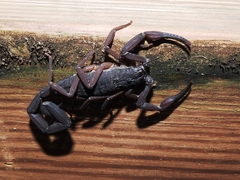 Centruroides gracilis