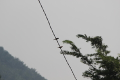 Passer montanus malaccensis