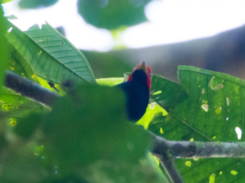 Red-capped Manakin