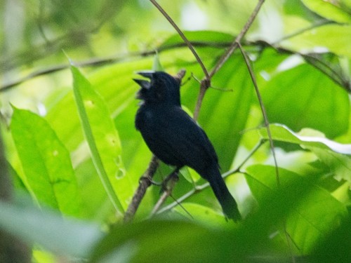 Blue-black Grosbeak