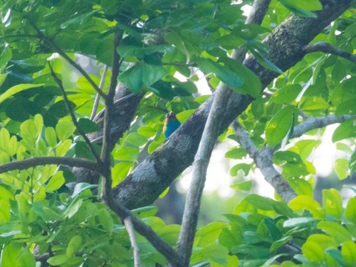 Bay-headed Tanager