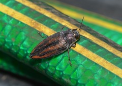 Buprestis lineata