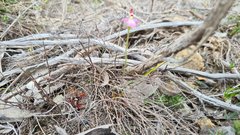 Caladenia pusilla