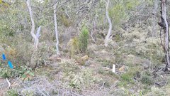 Caladenia pusilla