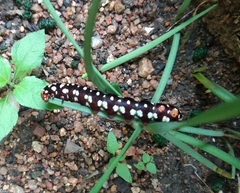 Polytela gloriosae