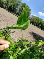 Phaseoleae