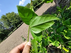 Phaseoleae
