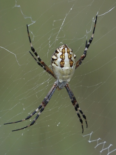 Florida Garden Spider
