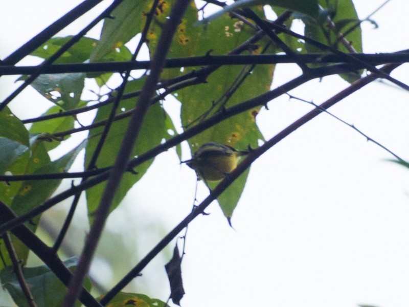 Common Tody-Flycatcher