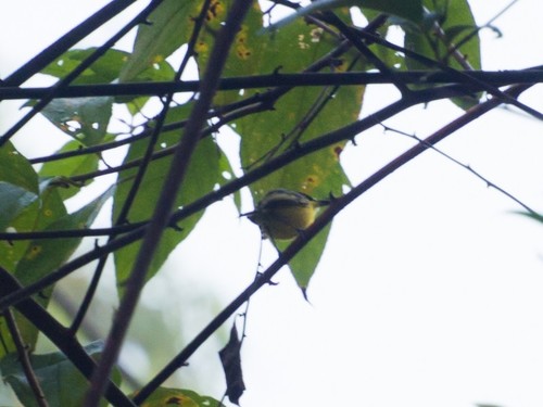 Common Tody-Flycatcher