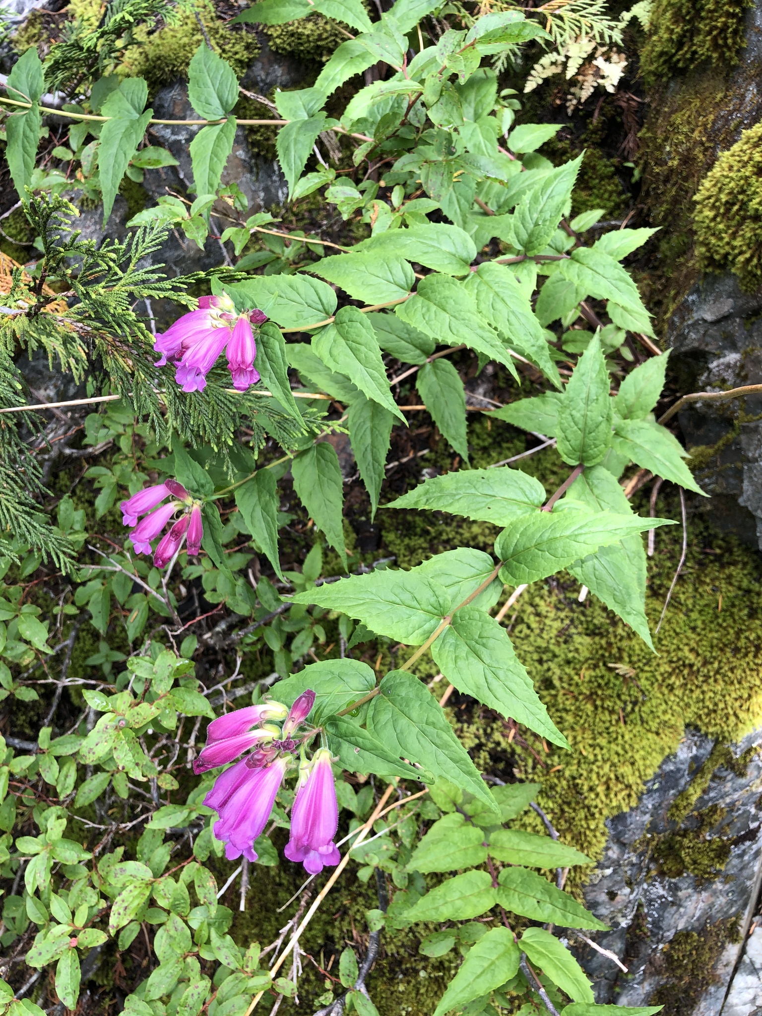 Nothochelone nemorosa