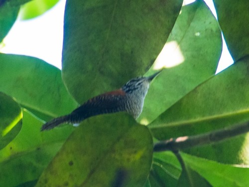 Cantorchilus semibadius