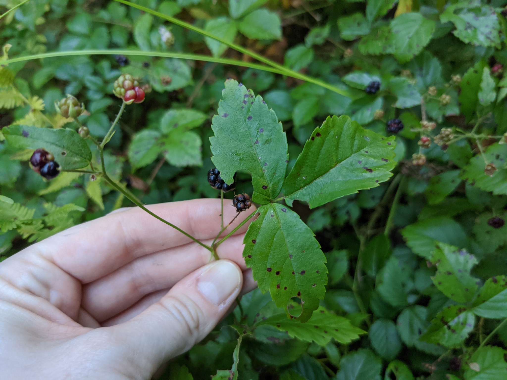 rubus hispidus