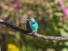 Colibri cyanotus