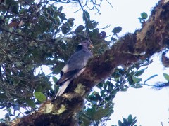 Patagioenas fasciata