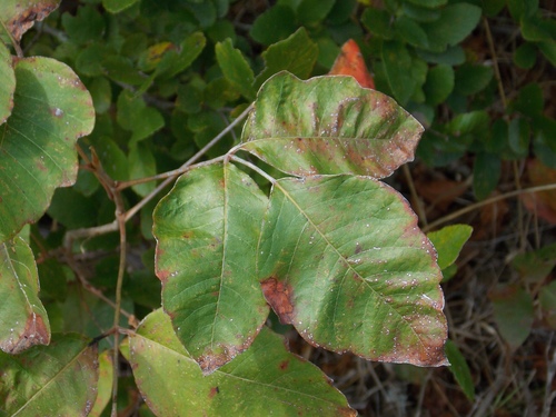 Toxicodendron radicans ssp. negundo