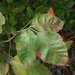 Midwestern Poison Ivy - Photo (c) Aidan Campos, some rights reserved (CC BY-NC), uploaded by Aidan Campos