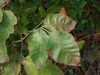 Eastern Poison Ivy - Photo (c) Aidan Campos, some rights reserved (CC BY-NC), uploaded by Aidan Campos