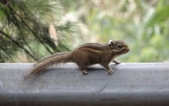 Tamiops maritimus hainanus