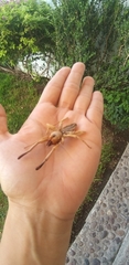 Eremobatinae