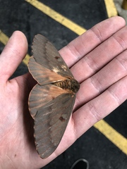 Citheronia sepulcralis