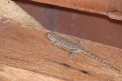 Hemidactylus frenatus