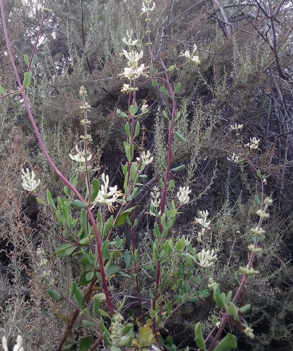 iNaturalist observation photo of Southern Honeysuckle