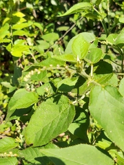 Croton ciliatoglandulifer