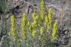 Castilleja flava