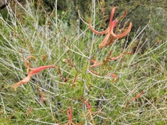 Anisacanthus linearis