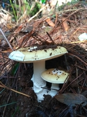 Amanita toxica