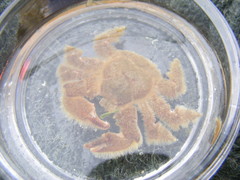 Hapalogaster cavicauda